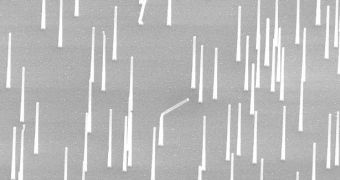 SEM image of nanowires in a solution