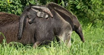 Nashville Zoo is now home to 15 giant anteaters