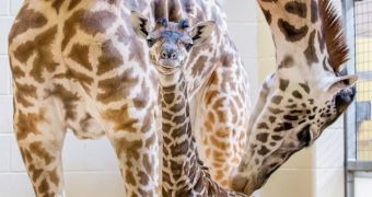 Keepers at Nashville Zoo are happy to announce the birth of a baby Masai giraffe