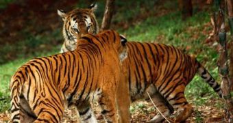 National security in India threatens wildlife conservation
