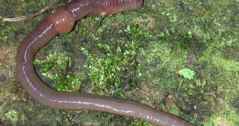 Invasive earthworm species near the Great Lakes are disrupting local ecosystems