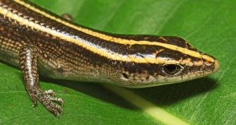 A copper-striped blue-tailed skink (Emoia impar) photographed in Samoa during a USGS field survey