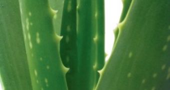 Aloe vera is a natural sunburn remedy that will help keep your skin well hydrated