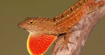 A male brown anole lizard (Anolis sagrei) displays its eye-catching dewlap