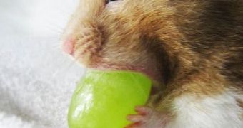 Rodents were induced with skin cancer and then cured with substances from grapes, walnuts and berries, combined.
