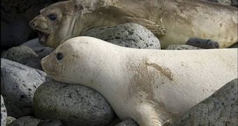 A picture of the rare white seal, discovered on South Africa's Marion Island