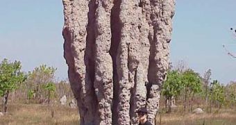 Termite mound in northern Australia