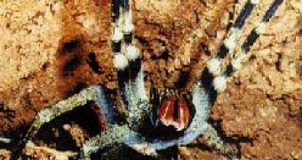Phoneutria nigriventer, the Brazilian wandering spider. The huge fangs are red
