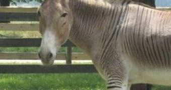 The zedork is a mix between a zebra and a donkey