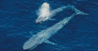 Researchers find sonars disturb the feeding behavior of whales, dolphins