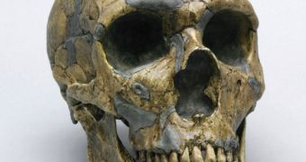 Neanderthal skull found at Shanidar