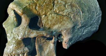A Neandertal skull discovered in Israel with a wide gap between the vertical back part of the jaw and the wisdom teeth