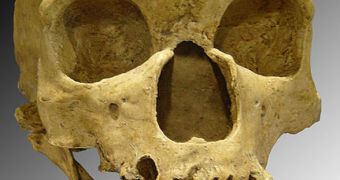 Neanderthals who lived near El Sidrón, Spain, consumed a diet that included cooked plants as well