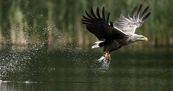 White-tailed eagles are Europe's largest aerial predators