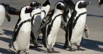African penguins are the only ones left to inhabit Africa's coastline nowadays