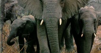 30 elephants were massacred in Chad