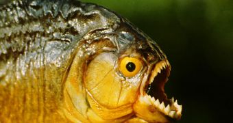 Man found guilty of smuggling nearly 40,000 piranhas into NYC