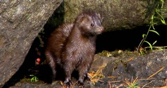 Noise pollution makes mink living at fur farm bite each other to death