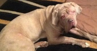 Facelift helps a nearly blind Neapolitan Mastiff see again