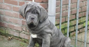 Neapolitan Mastiff dies of heart attack while flying with United Airlines