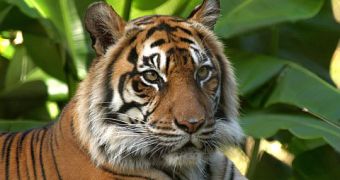 Tigers are making a comeback in Nepal