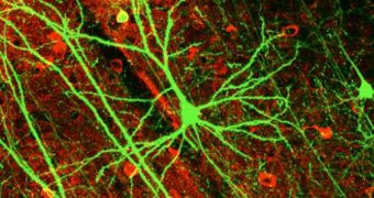 Impaired neurogenesis prevents recovery from depression
