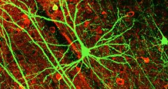 Neurons compete for attention in the midbrain in a crisis situation