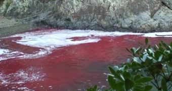 Unedited footage of dolphin hunts in Taiji, Japan hits the public eye