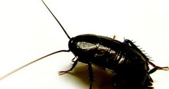 Cockroaches' brain has powerful antibiotic properties
