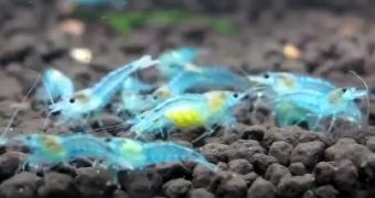 New breed of pet shrimps is revealed in Taiwan