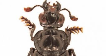 Scientists discover new burying beetle species (click to see full image)