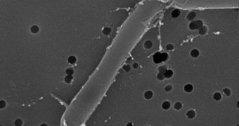 Clostridium cellulolyticum can turn cellulose directly into butanol