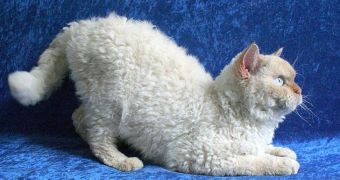 Curly cats that strikingly resemble sheep form a new breed, genetic studies show