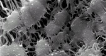 A scanning electron microscope image of the polymer surface prior to its coating with penicillin.