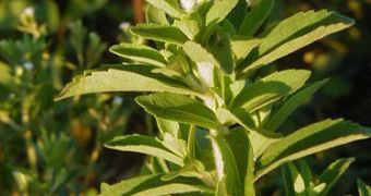 Sweet grass (Stevia rebaudiana)