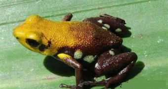 The newly-discovered golden frog of Supata
