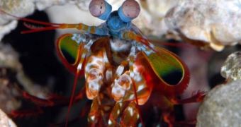 The mantis shrimp has the most advanced vision system in the world
