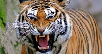 New Dam in Western Thailand Threatens Tiger Conservation