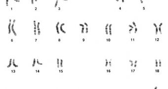 The basic karyotype of the human male