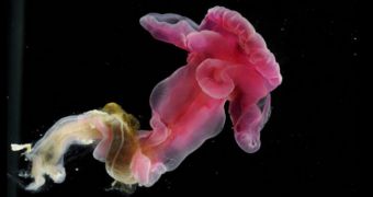 New species of deep-sea worm is named after Jedi master Yoda