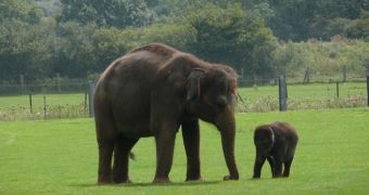 New Documentary Sheds Light on Baby Elephant Smuggling [Video]