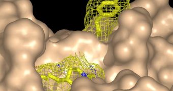 This rendition of a portion of PTP1B's surface shows an active site (yellow) that can be used as a target for new drugs against diabetes and obesity
