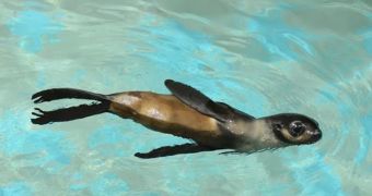 Fur seal pup now living at the New England Aquarium