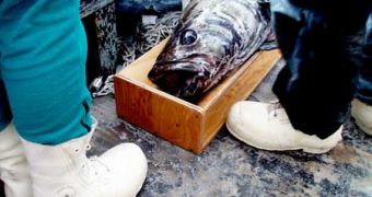 The illegal capture and sale of the Patagonian toothfish has led to several arrests. Pictured here is the Antarctic toothfish, a sister species.