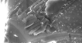 These structures may represent fossils of ancient lifeforms on Mars
