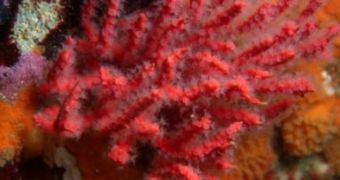 Researchers announce the discovery of a new coral species in the Peruvian Pacific
