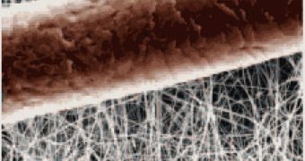 A picture of nanofibrils shown with a human hair for reference