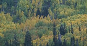 New Forests Have Long-Term Effects on Hydrology