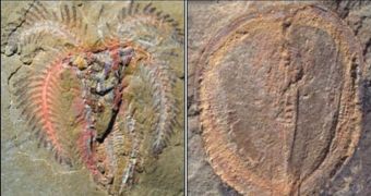Photos of the soft-bodied fossils found in Morocco