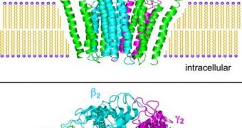 GABAA receptors on the surface of a cell membrane